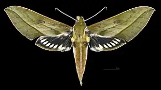 Xylophanes nabuchodonosor ♀