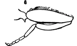 Xylota flavitibia hind leg male