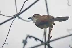 Yellow-eyed Babbler, Mumbai, India