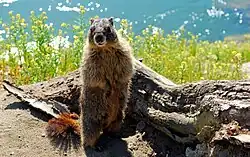Yellow bellied marmot