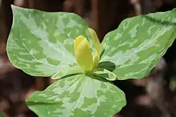 The trillium flower is a symbol of bisexuality