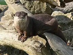 Small clawed otter