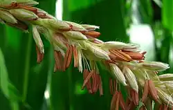 Inflorescence of brown male corn flowers