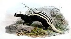 A black weasel with white stripes running down its back, standing on a rock and facing left
