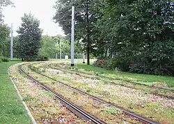 Sedum used as ground cover in Zwickau, Germany