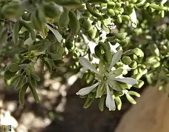 Zygophyllum dumosum, Negev Desert