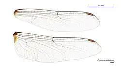 Male wings