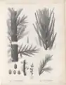Illustration of fossil flora from the Loire basin, in "Flore carbonifère du département de la Loire et du Centre de la France".