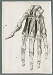 Jan Wandelaar: Human hand muscles. Drawing for Albinus, Tabulae, 1747.[4] Leiden University Library.