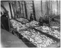 Case and Draper photo of a scow load of salmon in Alaska