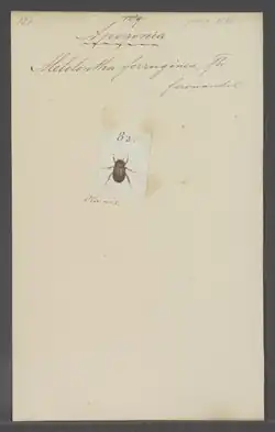 Yellow paper with the scientific name of the beetle on top, apogonia ferruginea. Small in the center, a drawing of the apogonia ferruginea beetle. Part of the special collections of the University of Amsterdam