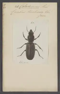 An illustration of Catadromus