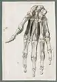 Jan Wandelaar and Bernhard Siegfried Albinus: Human hand muscles. Sketch for B.S. Albinus, Tabulae sceleti et musculorum corporis humani, Leiden 1747.[7] Leiden University Library.